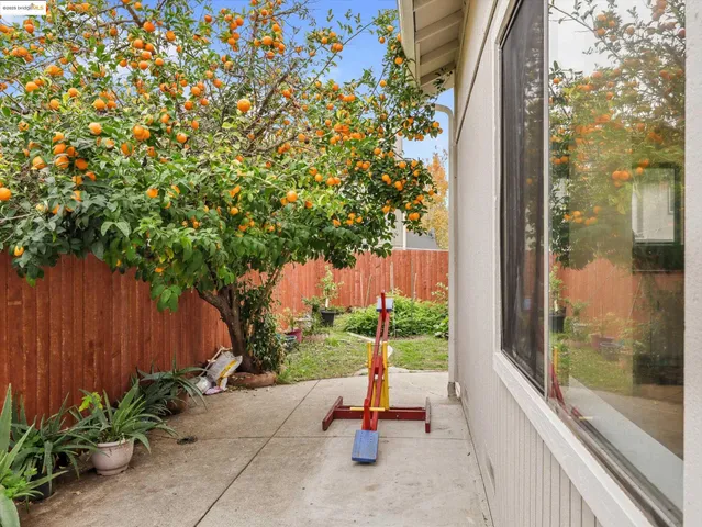 a view of backyard with potted plants and a palm tree