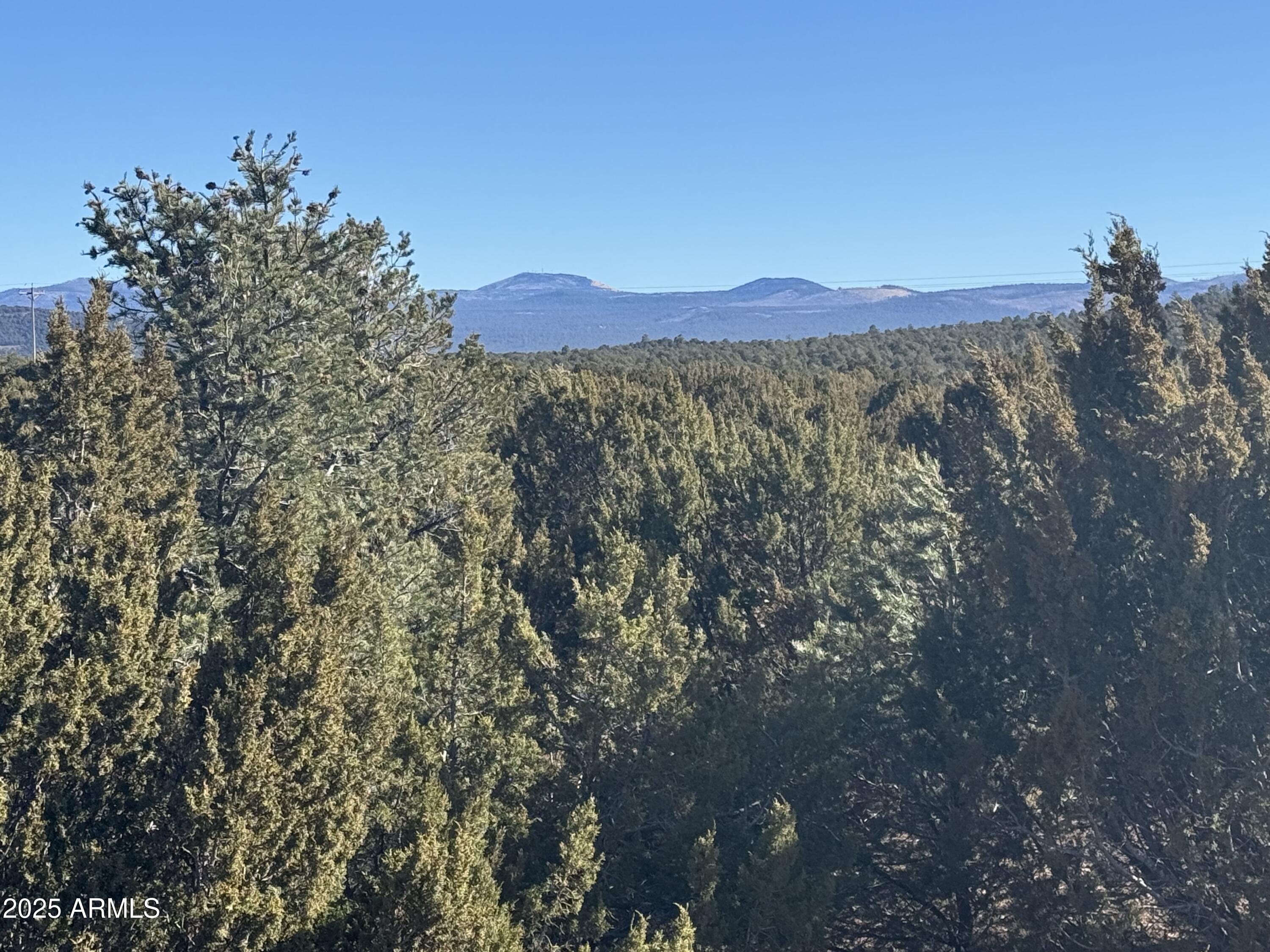 a view of a large tree with a mountain in the background