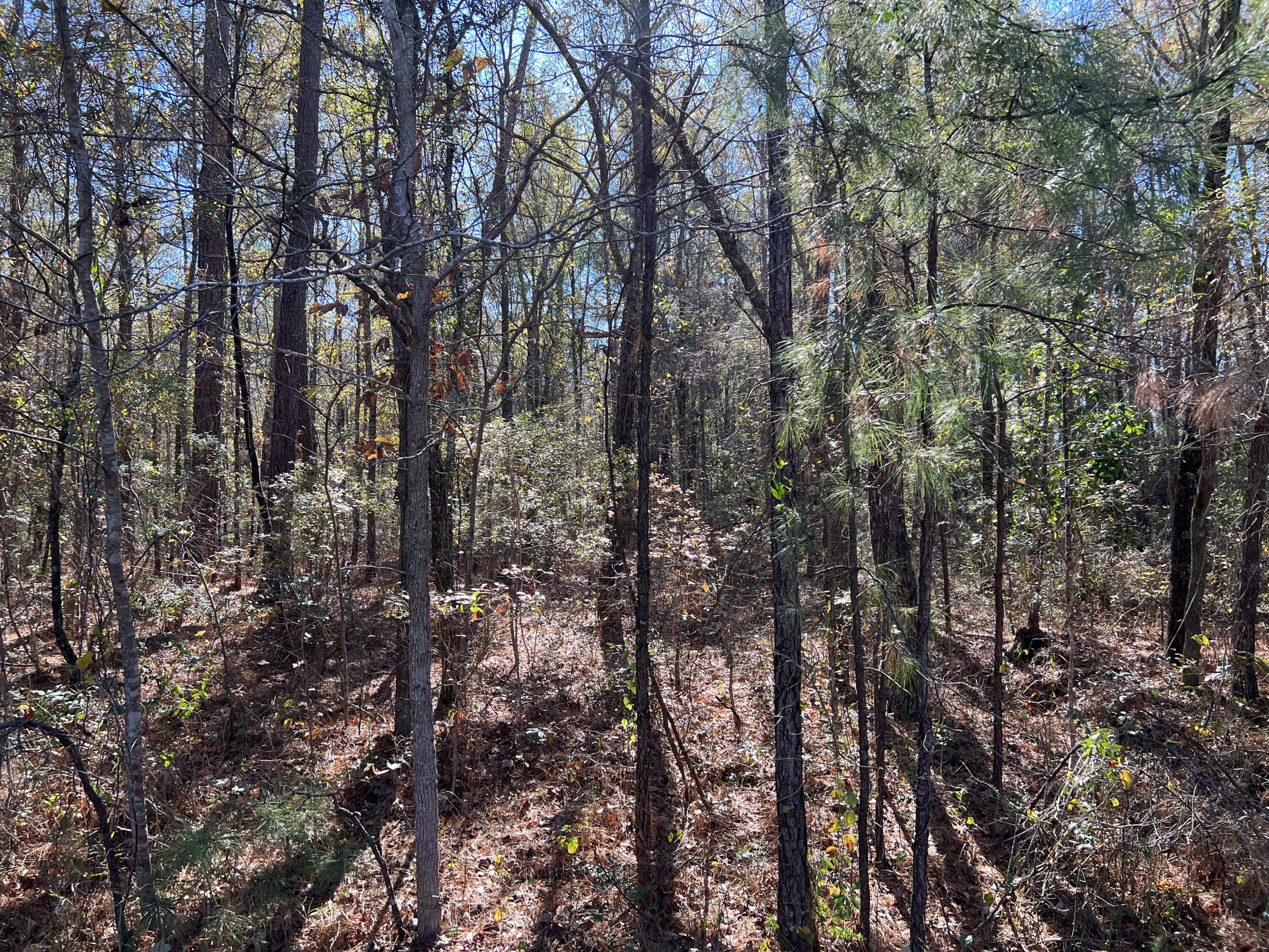 0 Mail Rte Road Bonneau, SC 29431 - Photo 4 of 8 IMG_4151