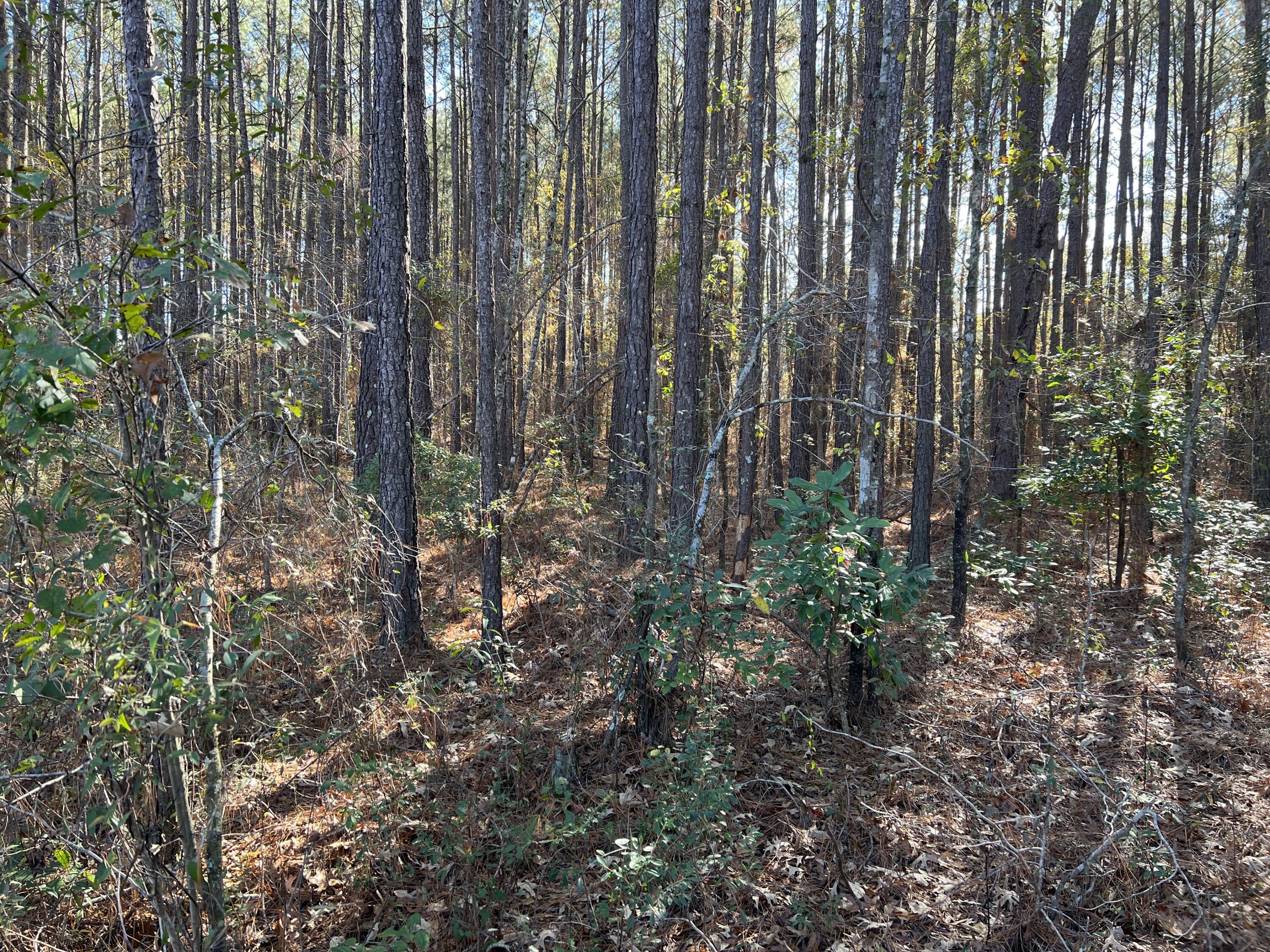 0 Mail Rte Road Bonneau, SC 29431 - Photo 5 of 8 IMG_4144