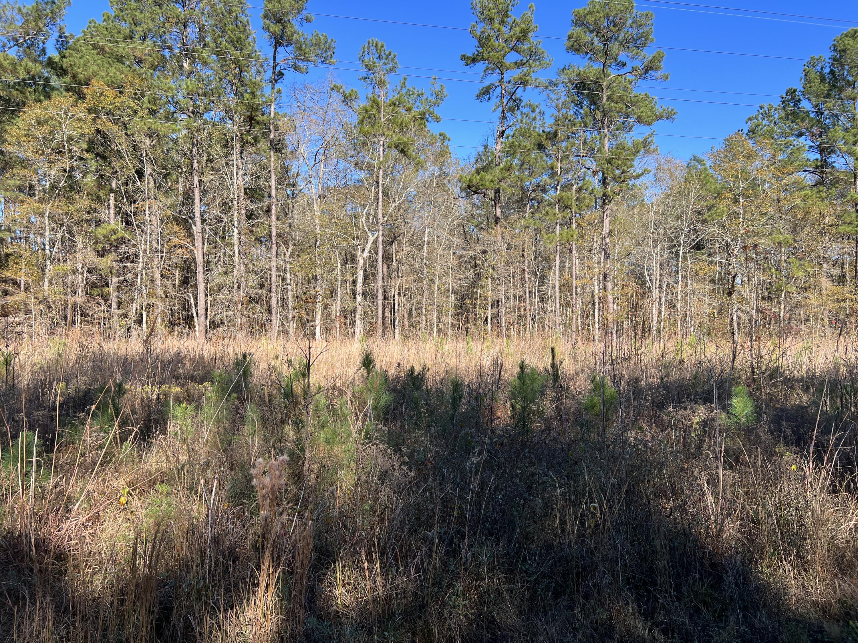 0 Mail Rte Road Bonneau, SC 29431 - Photo 6 of 8 IMG_4145