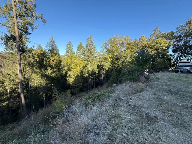 a view of a forest with trees in the background