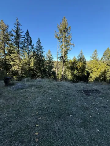 a view of a yard with large trees