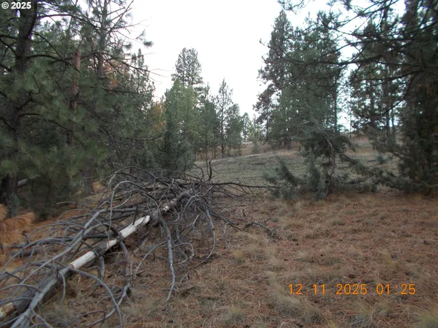 a view of a forest with trees in the background