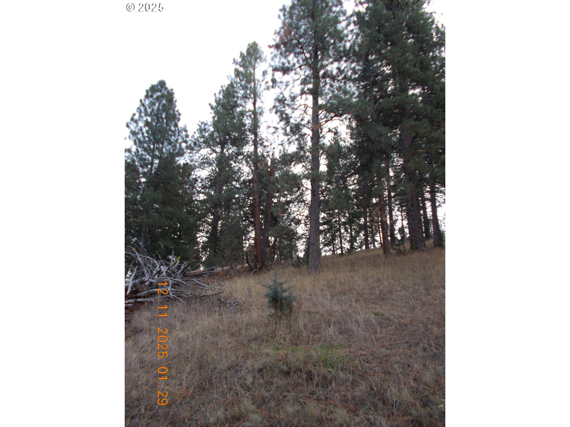 North Fork Road Long Creek, OR 97856 - Photo 15 of 20 a view of a tree in a yard