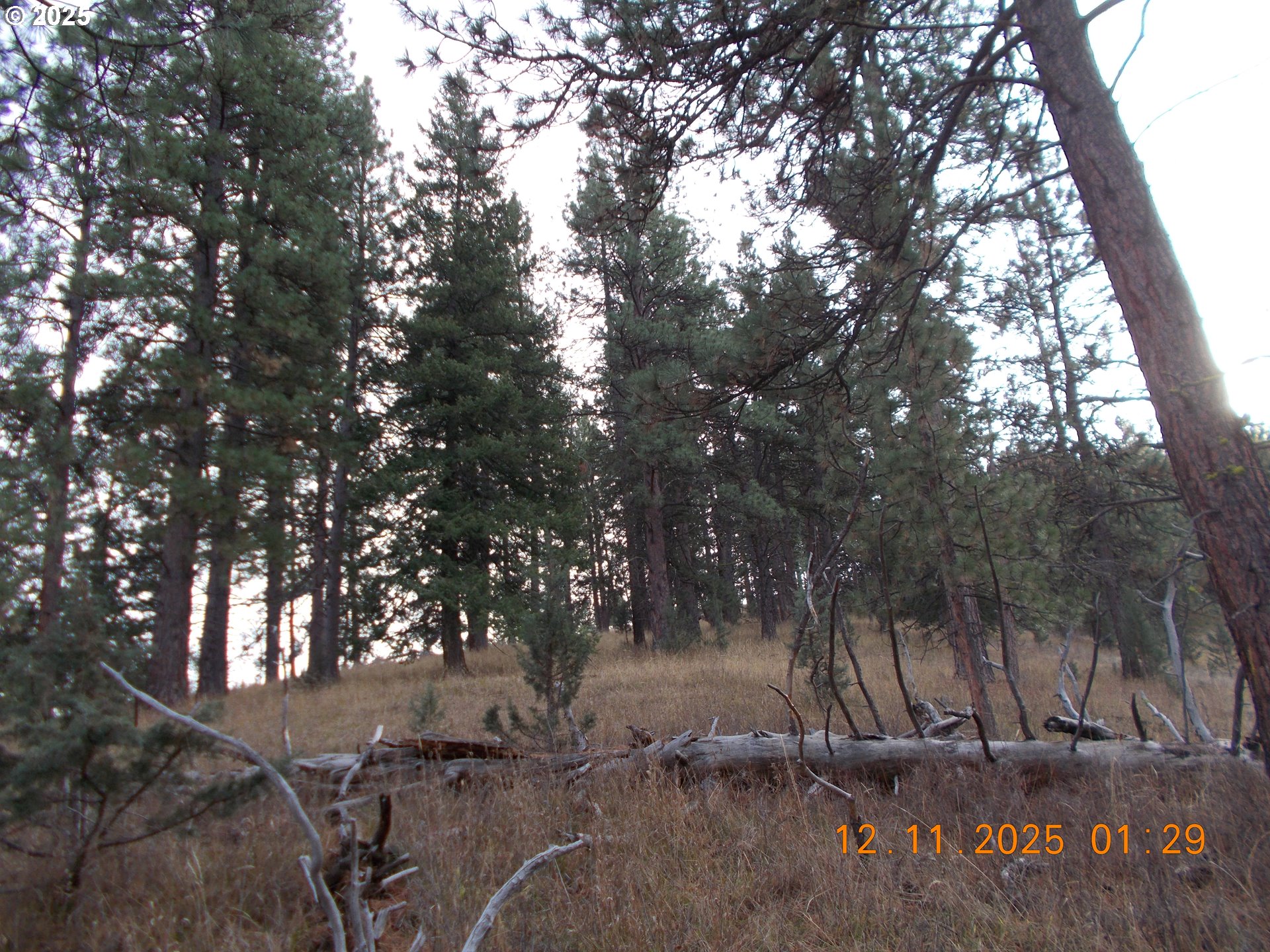 North Fork Road Long Creek, OR 97856 - Photo 16 of 20 a view of tree