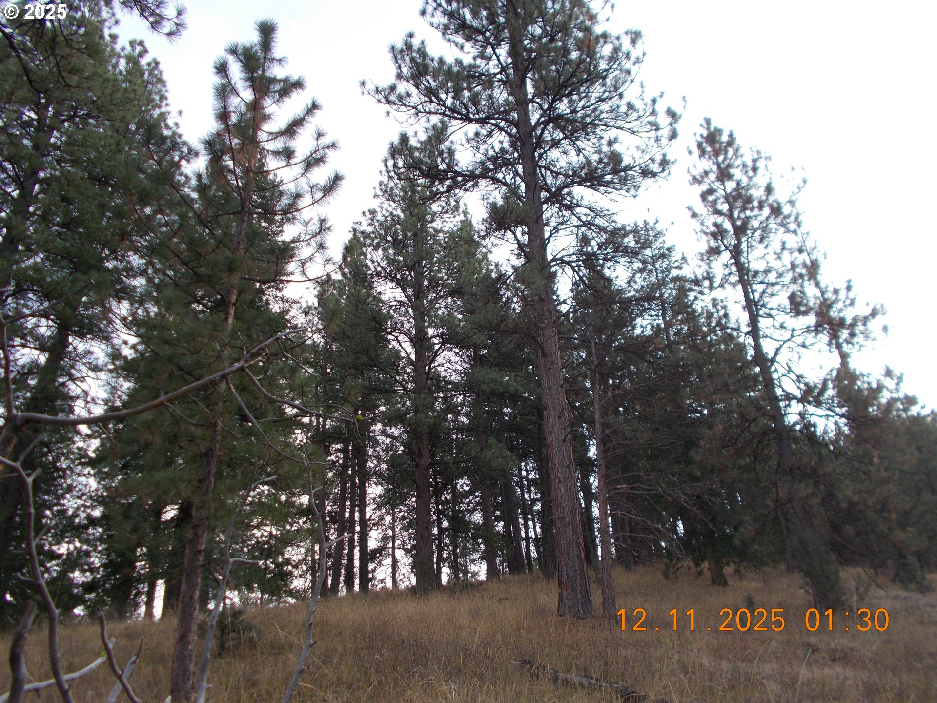 North Fork Road Long Creek, OR 97856 - Photo 17 of 20 a view of tree