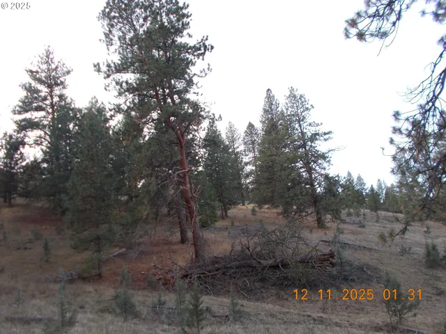 a view of a forest with trees in the background
