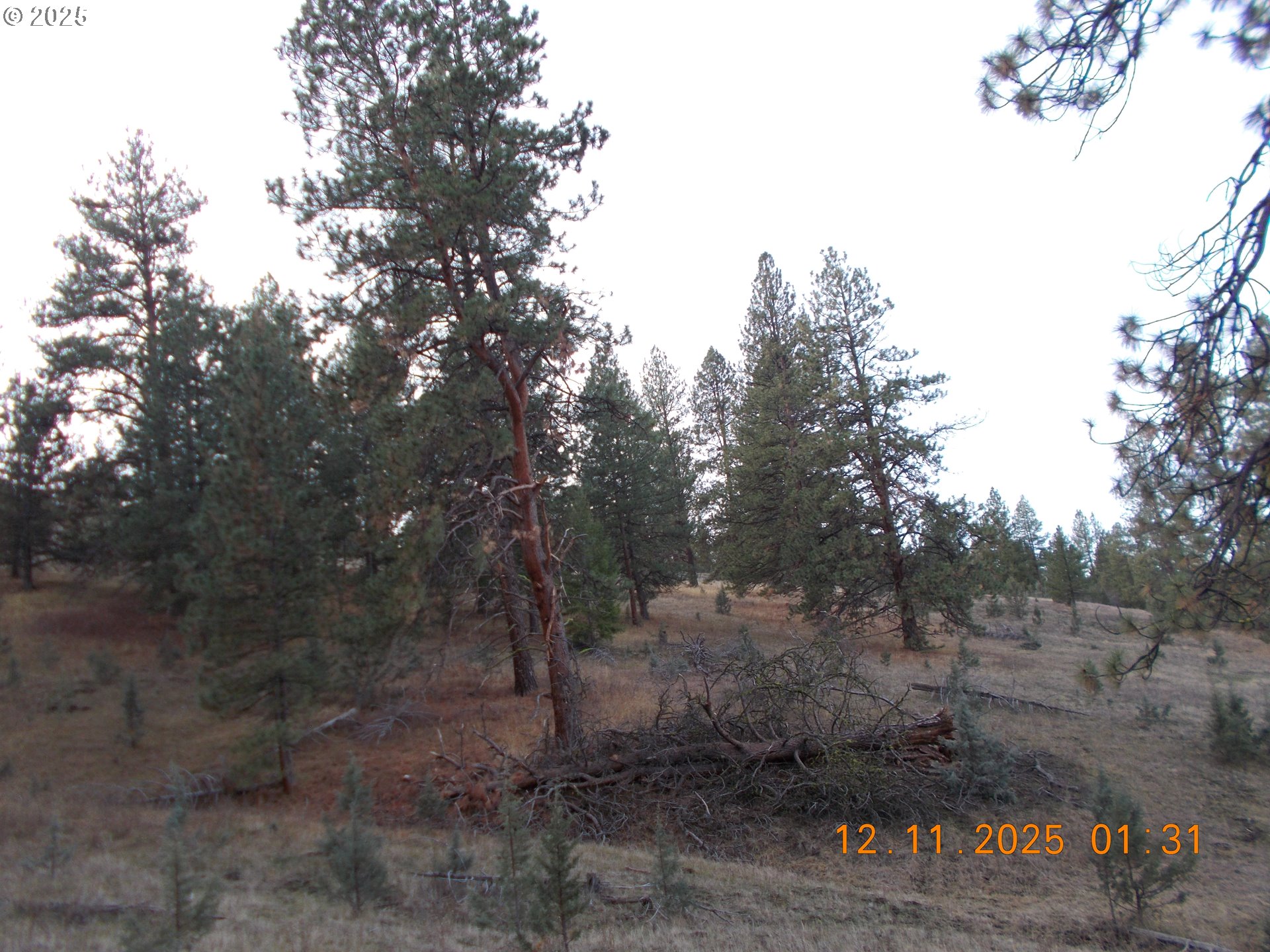 North Fork Road Long Creek, OR 97856 - Photo 18 of 20 a view of a forest with trees in the background