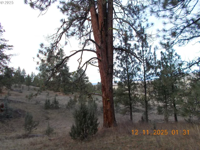 a view of a forest with trees in the background