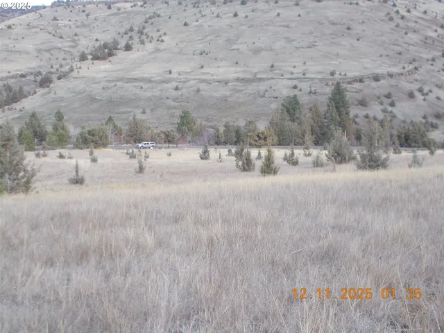 a view of a dry yard with trees