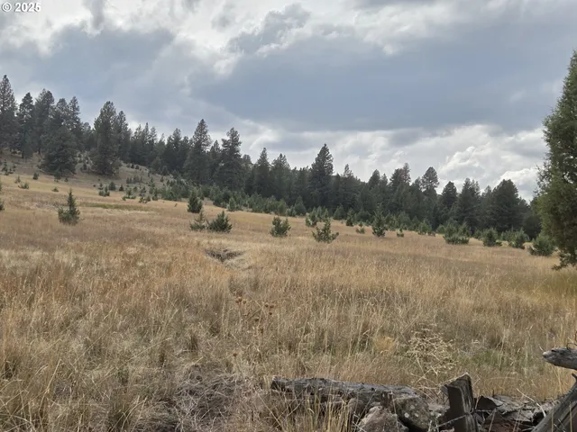 a view of outdoor space with green field and trees