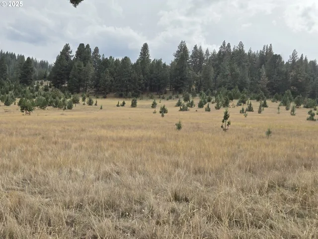 a view of a field with trees in the background