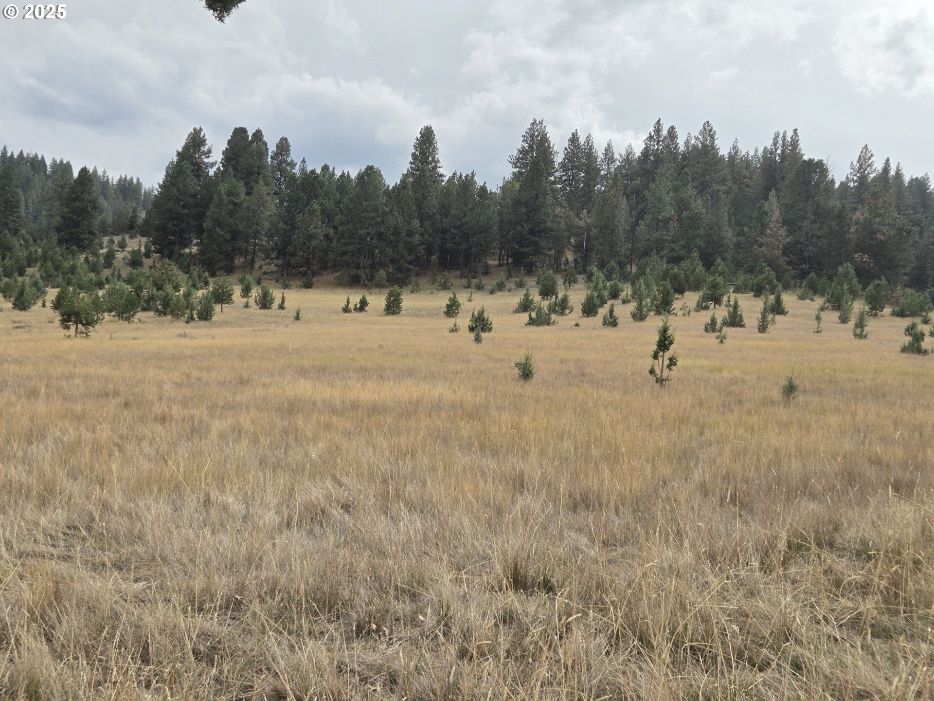 North Fork Road Long Creek, OR 97856 - Photo 5 of 20 a view of a field with trees in the background
