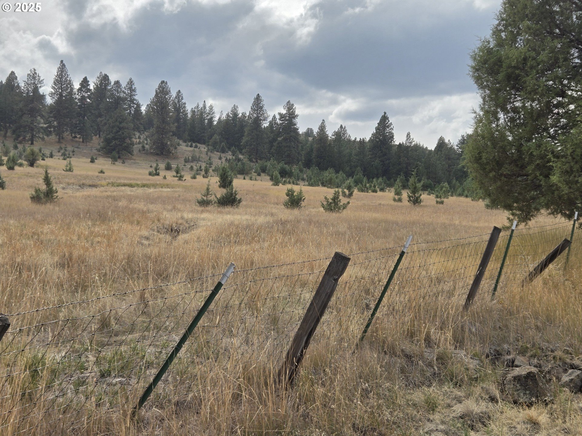 North Fork Road Long Creek, OR 97856 - Photo 8 of 20 a view of a dry yard with trees