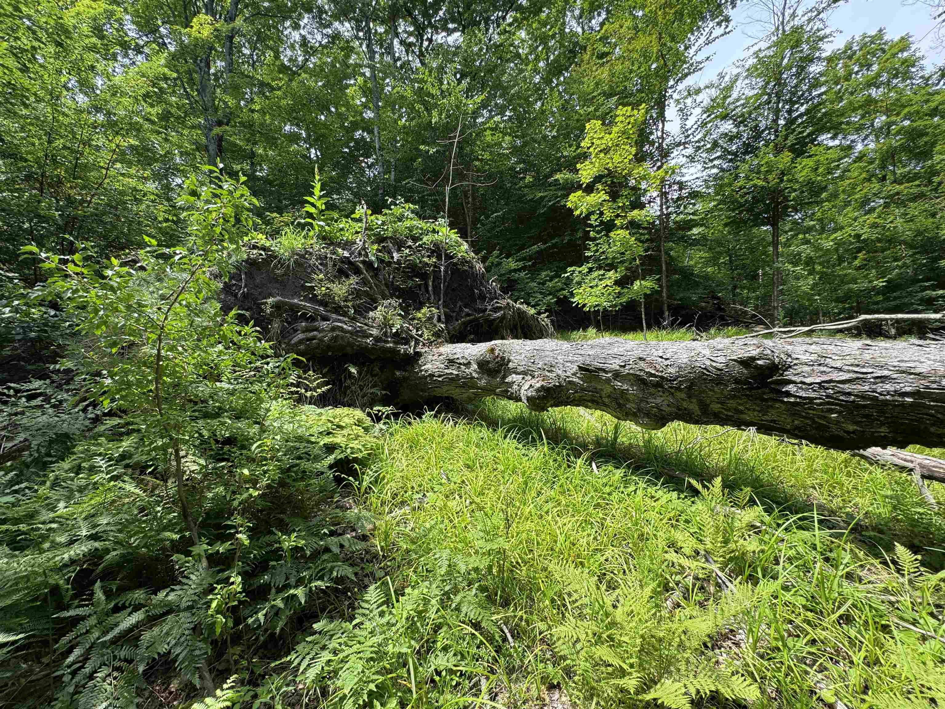 Lot #5 East Bellinger Road, Unit BELLINGER ESTATES LOT: 5 Cedar, MI 49621 - Photo 9 of 20