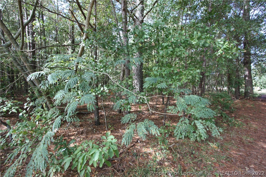 Lot 1-2 Alamac Road Lumberton, NC 28358 - Photo 3 of 6 Gallery Image 3