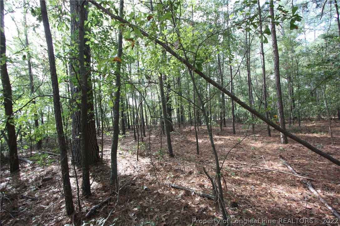 Lot 1-2 Alamac Road Lumberton, NC 28358 - Photo 6 of 6 Gallery Image 6