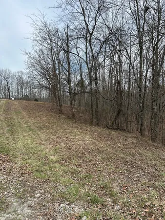 a view of a backyard with trees