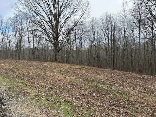 a view of yard with trees