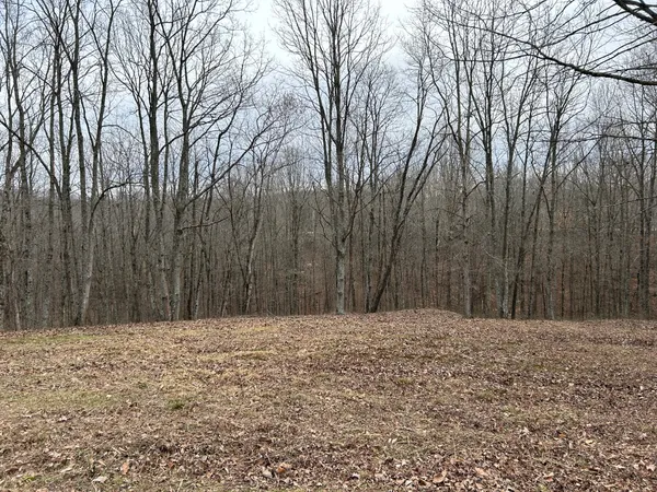 a view of a yard with trees