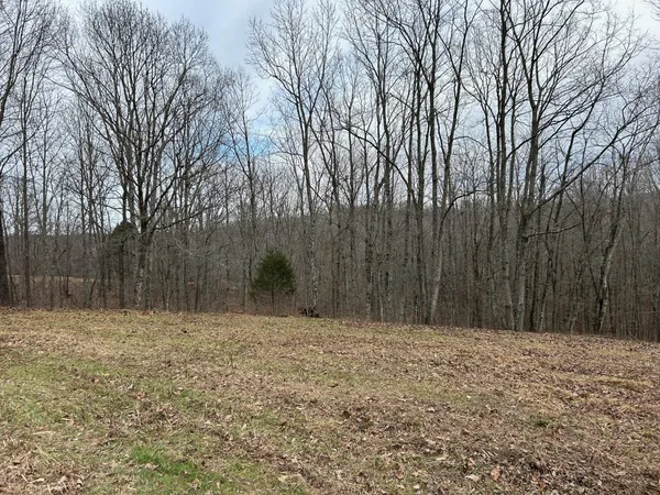 a backyard of a house with trees