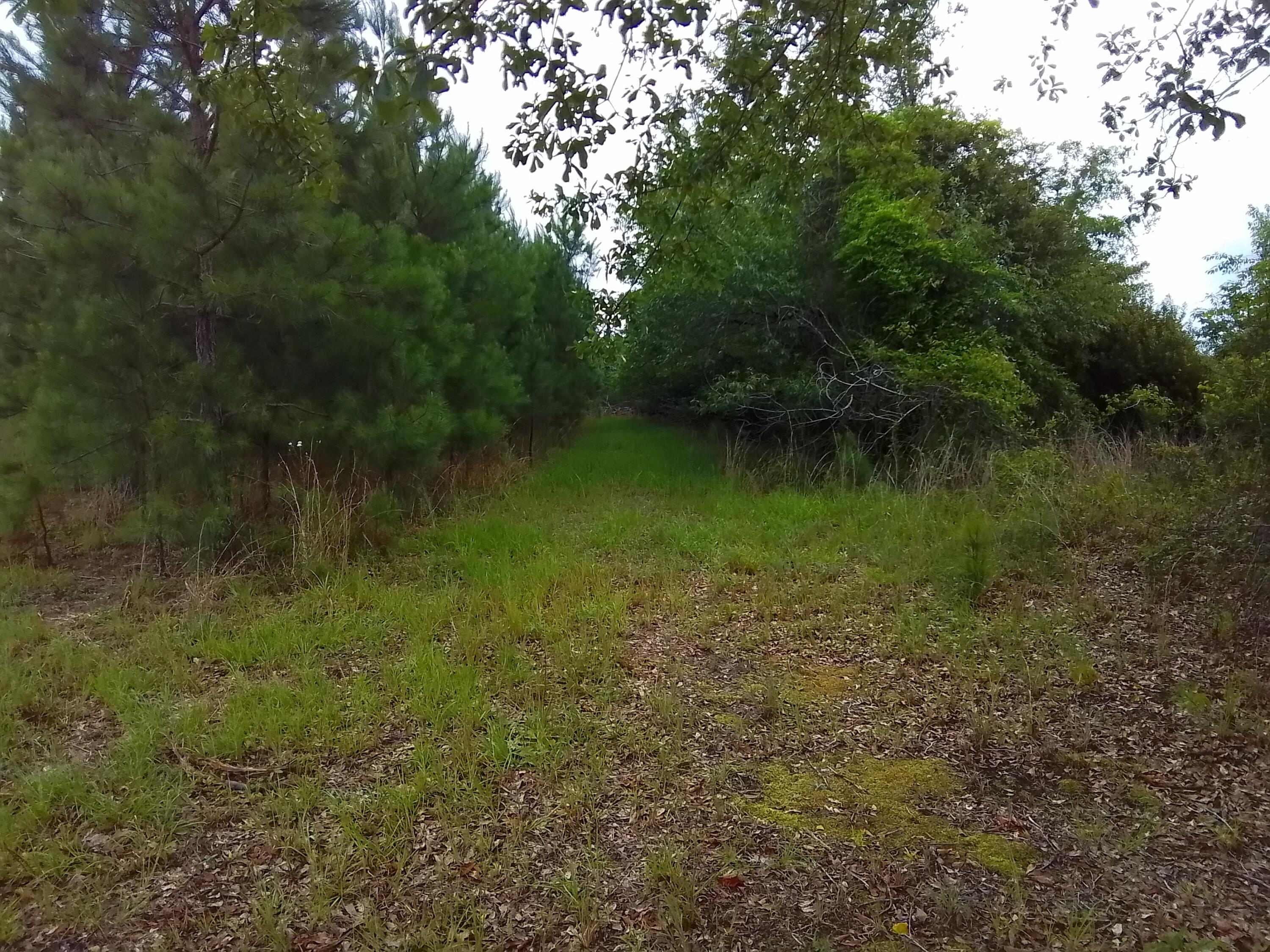 0 Carmichael Circle Cope, SC 29038 - Photo 2 of 5
