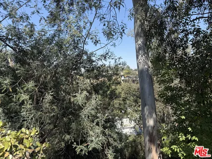 a view of a tree in a forest