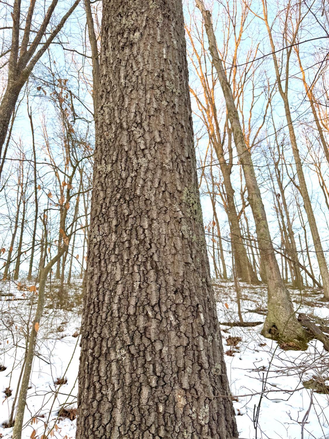 0 Carrs Run Beaver, OH 45613 - Photo 6 of 66