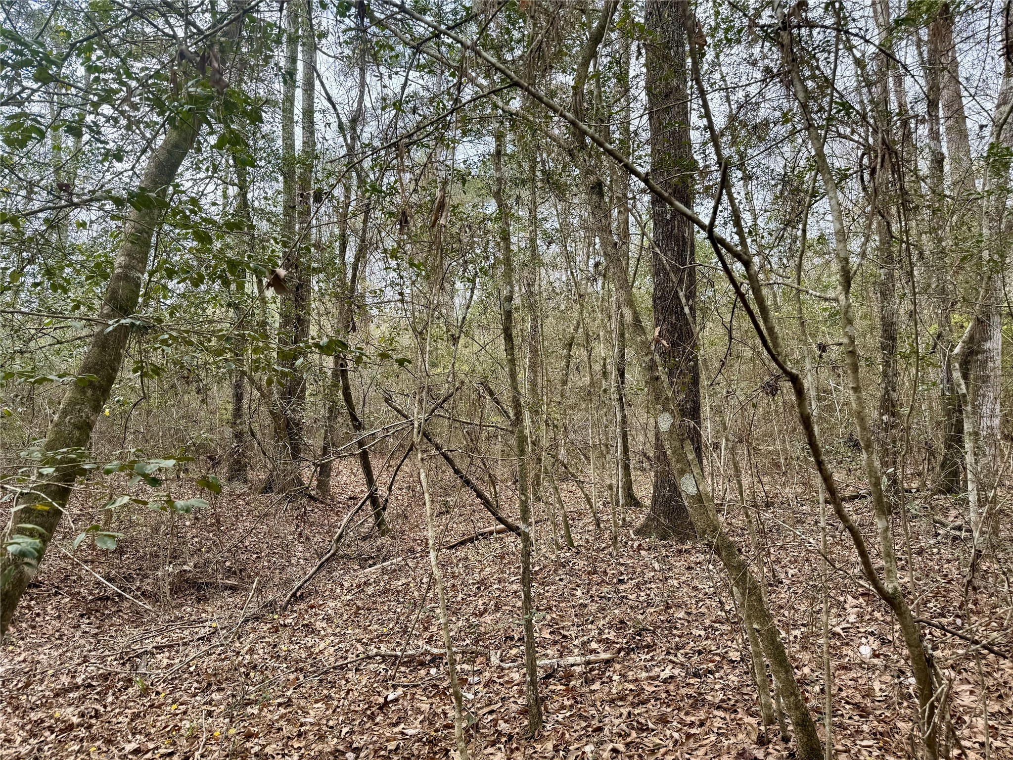 11586 Midway Road Cleveland, TX 77328 - Photo 22 of 37 a view of a yard with large trees