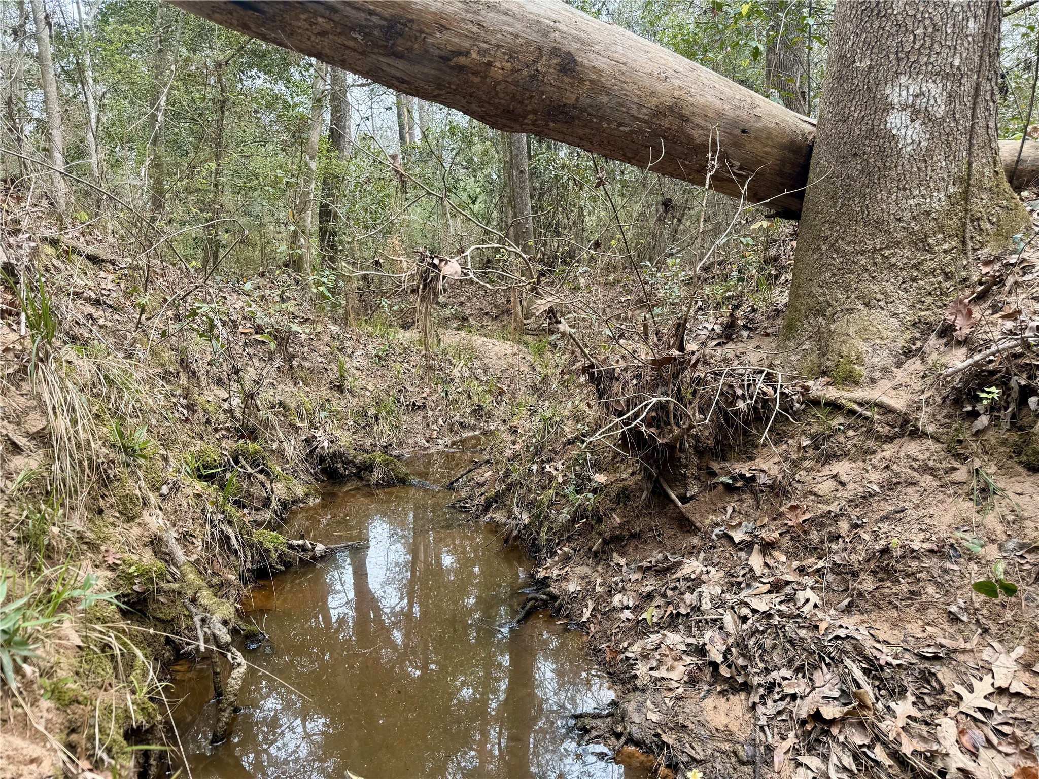 11586 Midway Road Cleveland, TX 77328 - Photo 24 of 37 a view of a forest with a tree