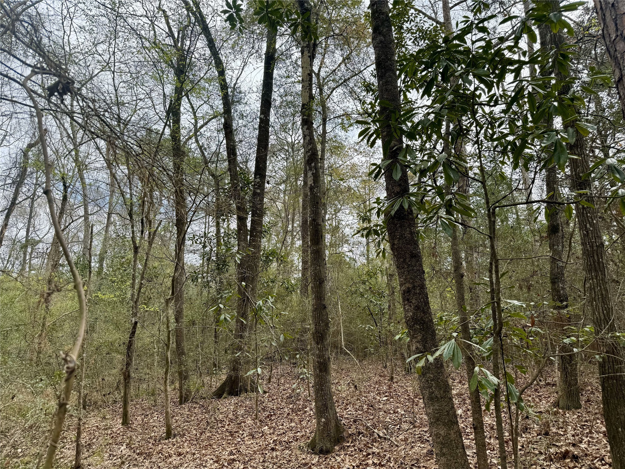 11586 Midway Road Cleveland, TX 77328 - Photo 25 of 37 a view of a forest with trees in front of it
