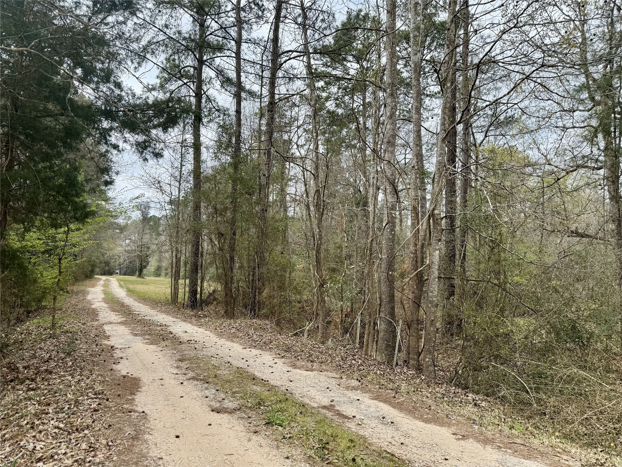 11586 Midway Road Cleveland, TX 77328 - Photo 26 of 37 a view of a forest with trees