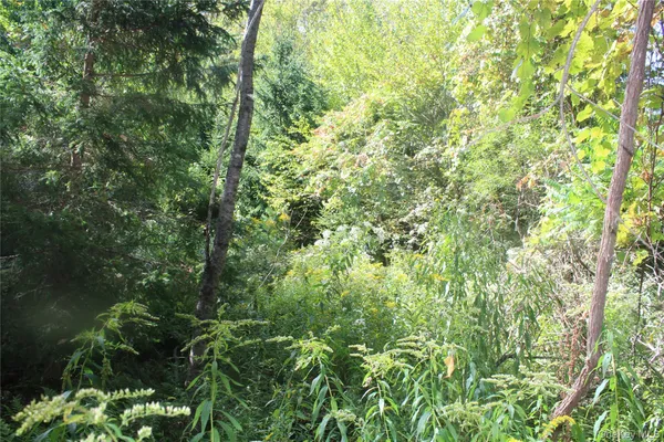 a view of a lush green forest