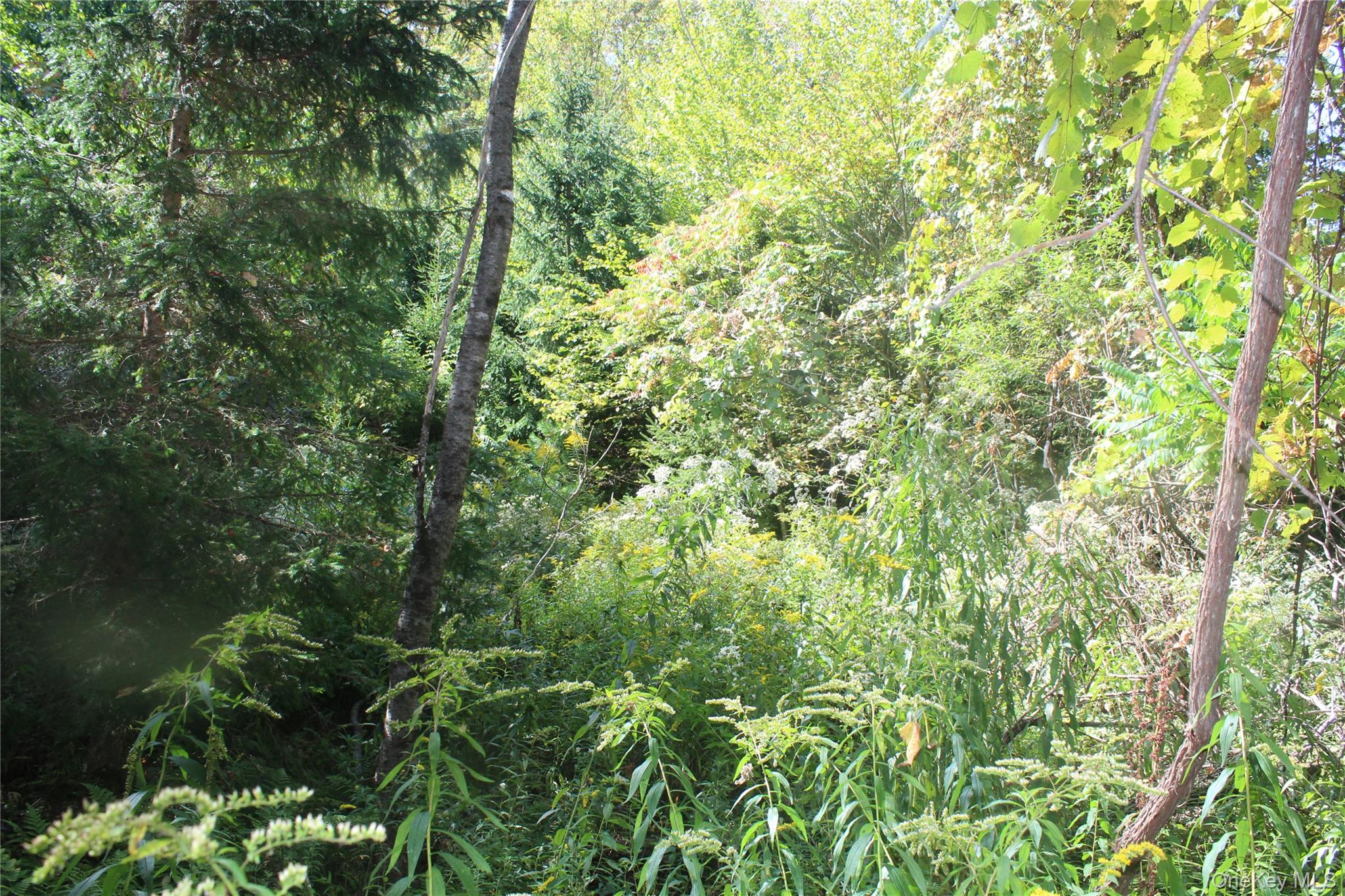 Trout Brook Road Fremont Center, NY 12736 - Photo 6 of 17 a view of a lush green forest