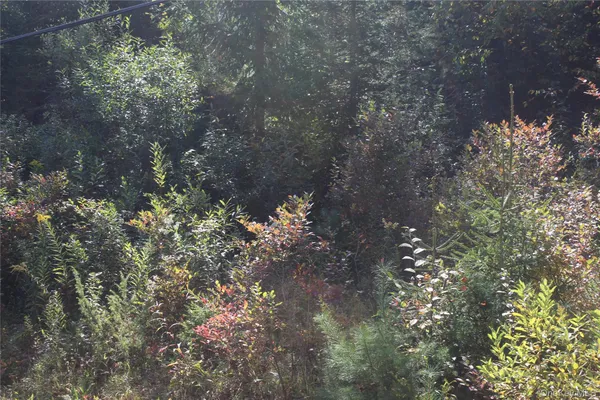 a picture of tree