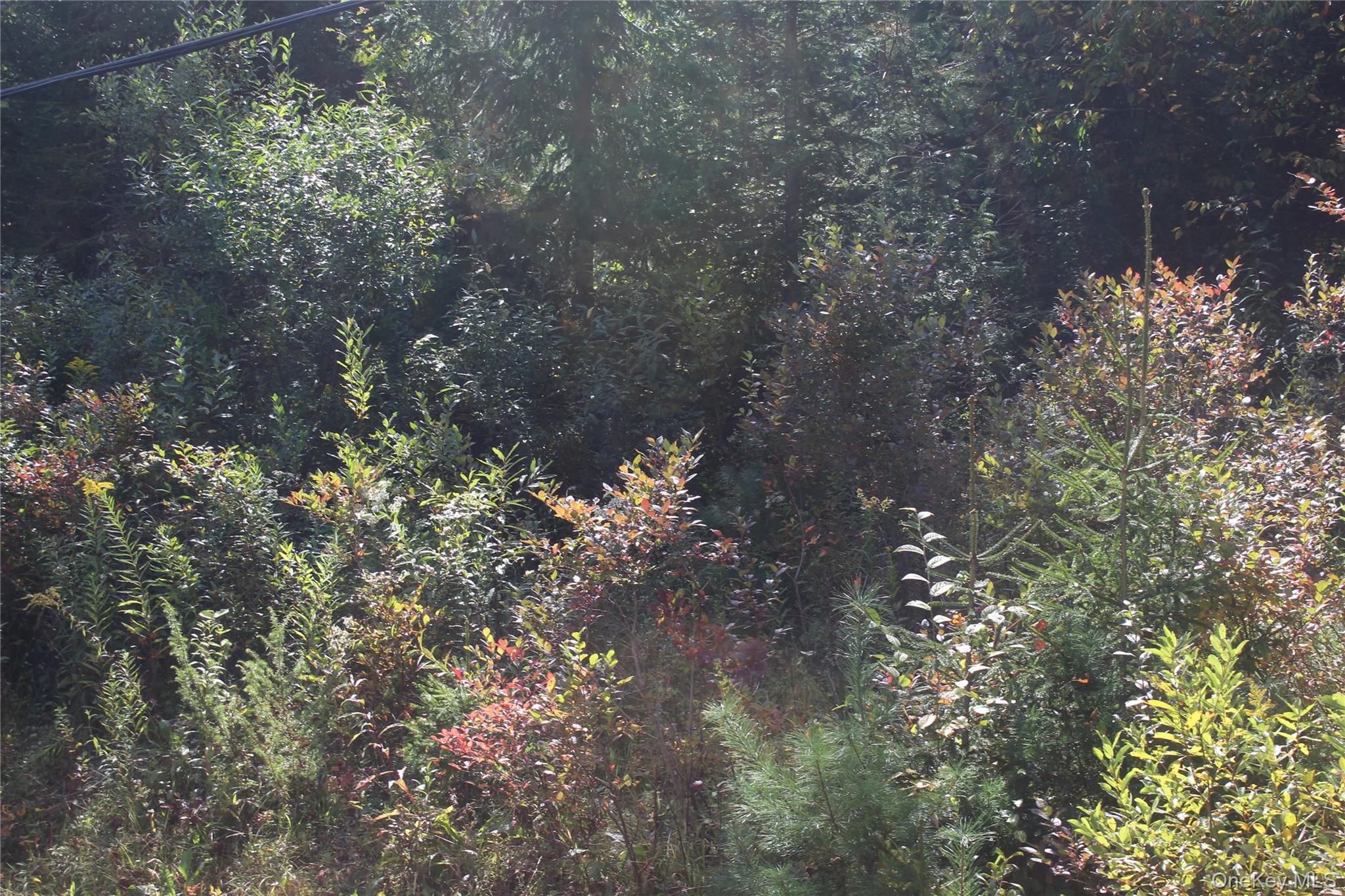 Trout Brook Road Fremont Center, NY 12736 - Photo 7 of 17 a picture of tree