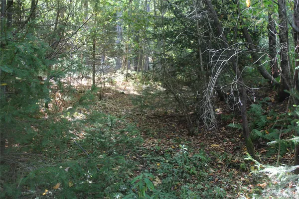 a view of forest