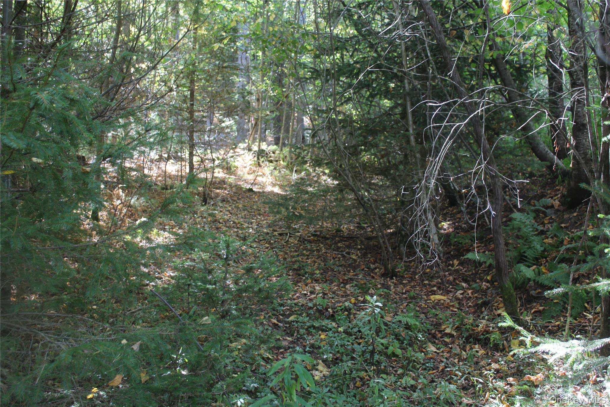 Trout Brook Road Fremont Center, NY 12736 - Photo 8 of 17 a view of forest