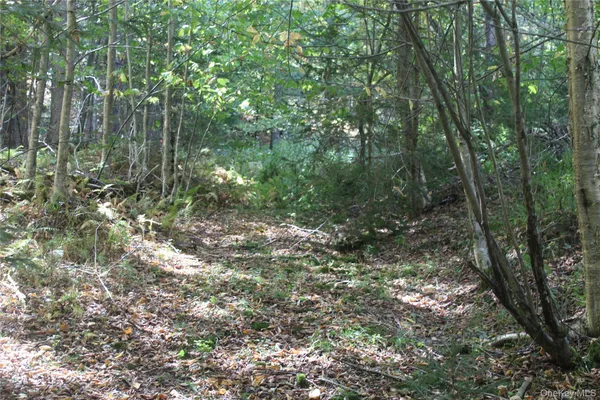 a view of a forest with trees in the background