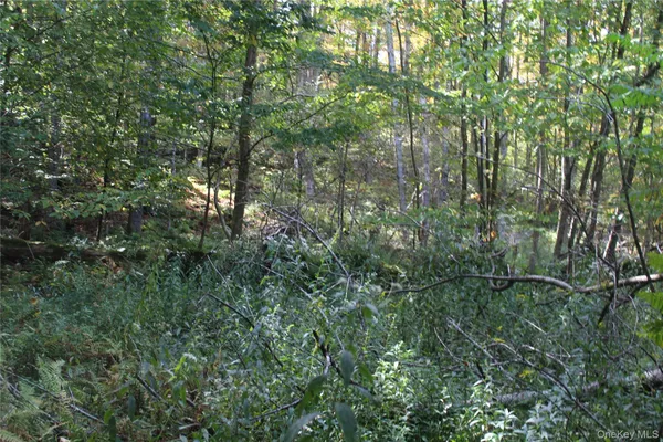 a view of a forest with a tree