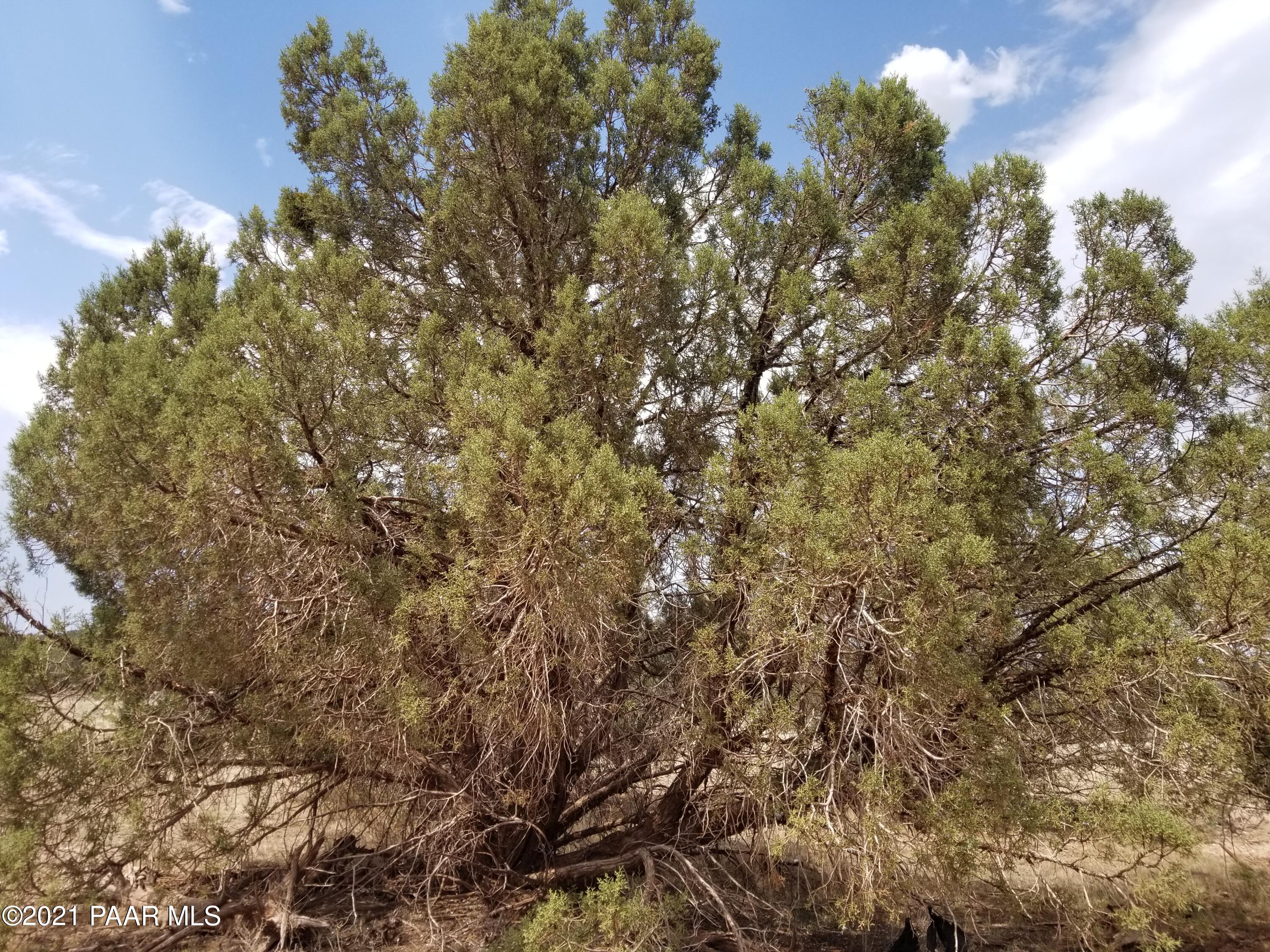 1386 West Cyn Road Williams, AZ 86046 - Photo 1 of 1 Canyon
