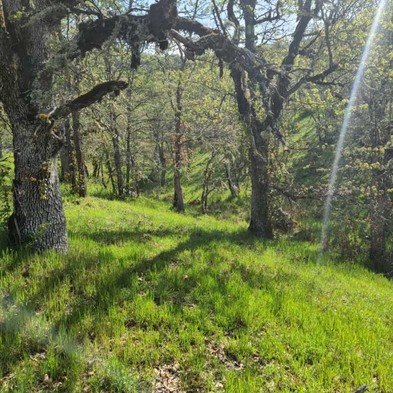 North River Road Central Point, OR 97502 - Photo 6 of 10 a view of a trees with a yard