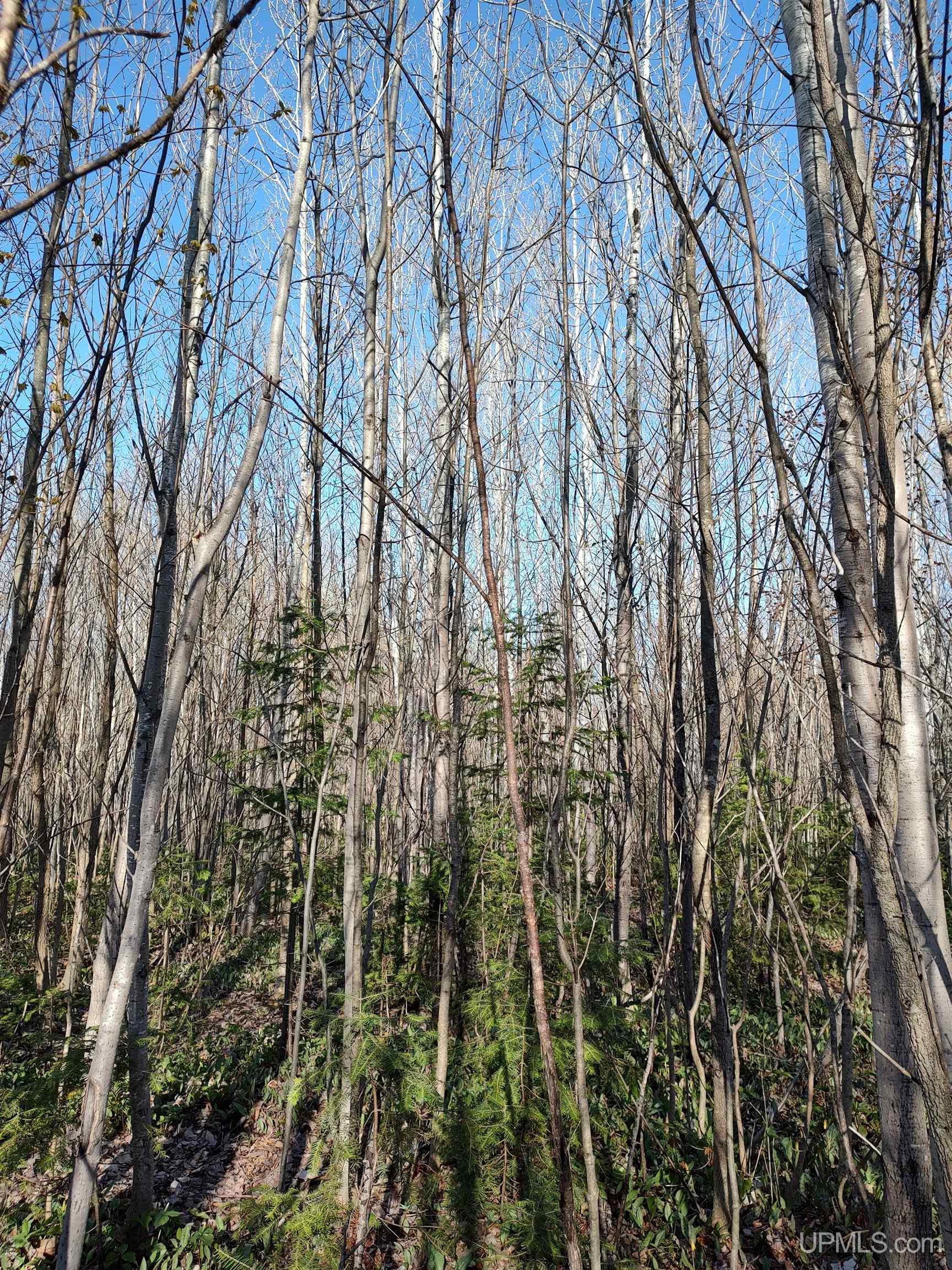 Tbd Tbd Schooner Road Ontonagon, MI 49953 - Photo 9 of 44