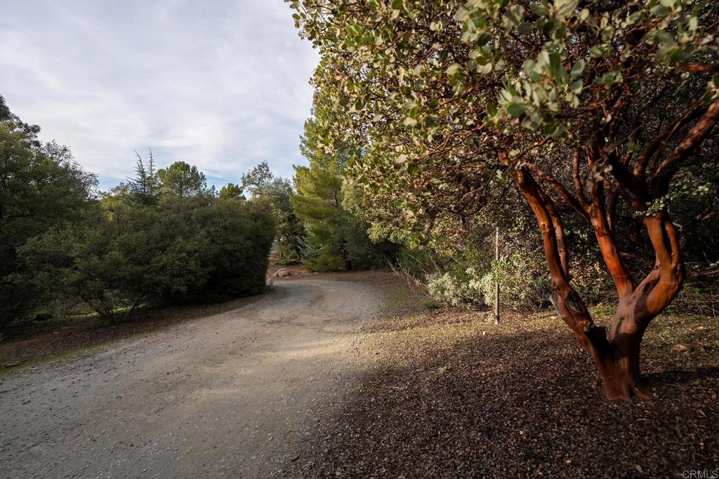 23002 Japatul Valley Road Alpine, CA 91901 - Photo 46 of 65 a view of a forest with trees in the background