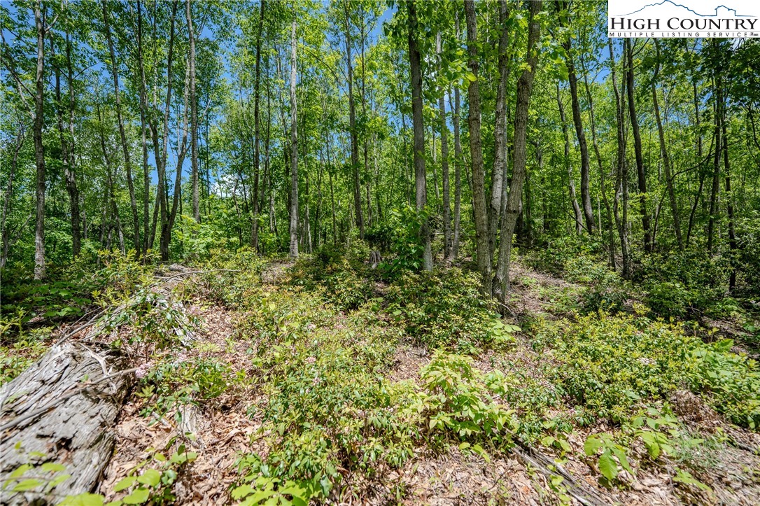 0 Beaver Dam Road Elk Park, NC 28622 - Photo 3 of 14