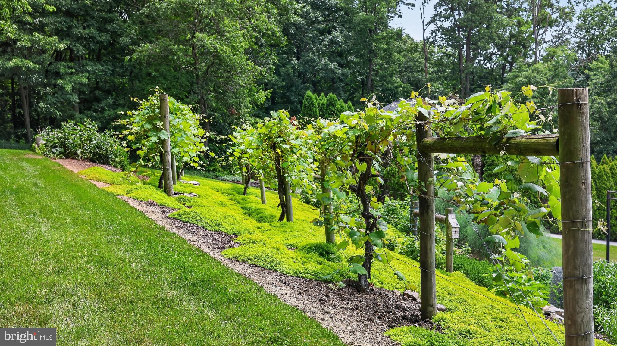 257 Hill Road New Holland, PA 17557 - Photo 27 of 94 Lush vineyard lines a serene landscape.