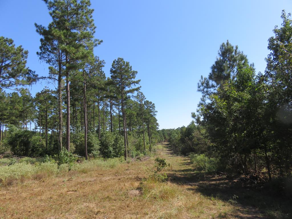 0 An County Road Palestine, TX 75801 - Photo 16 of 18