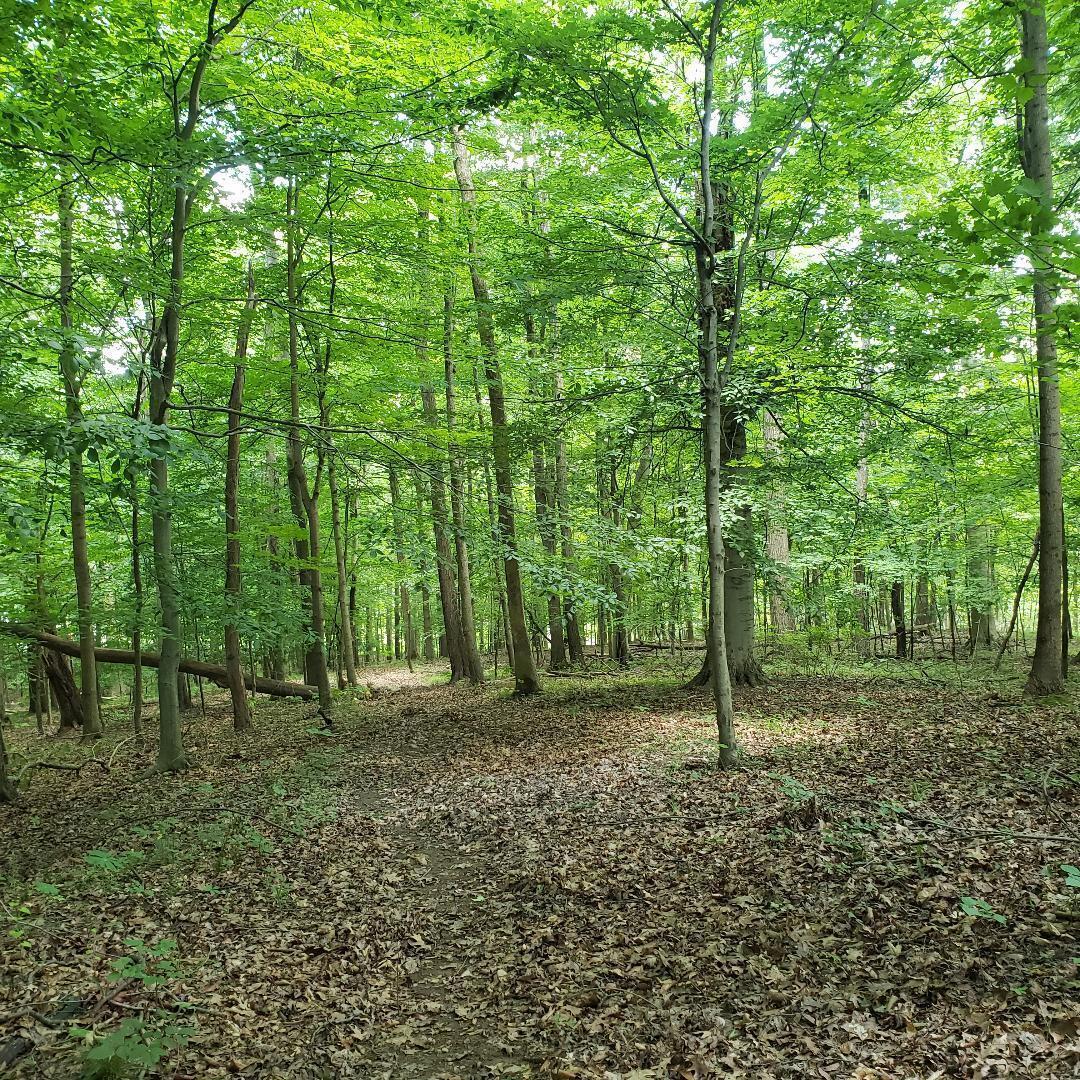 0 Mulberry Road Mount Perry, OH 43760 - Photo 12 of 14 5