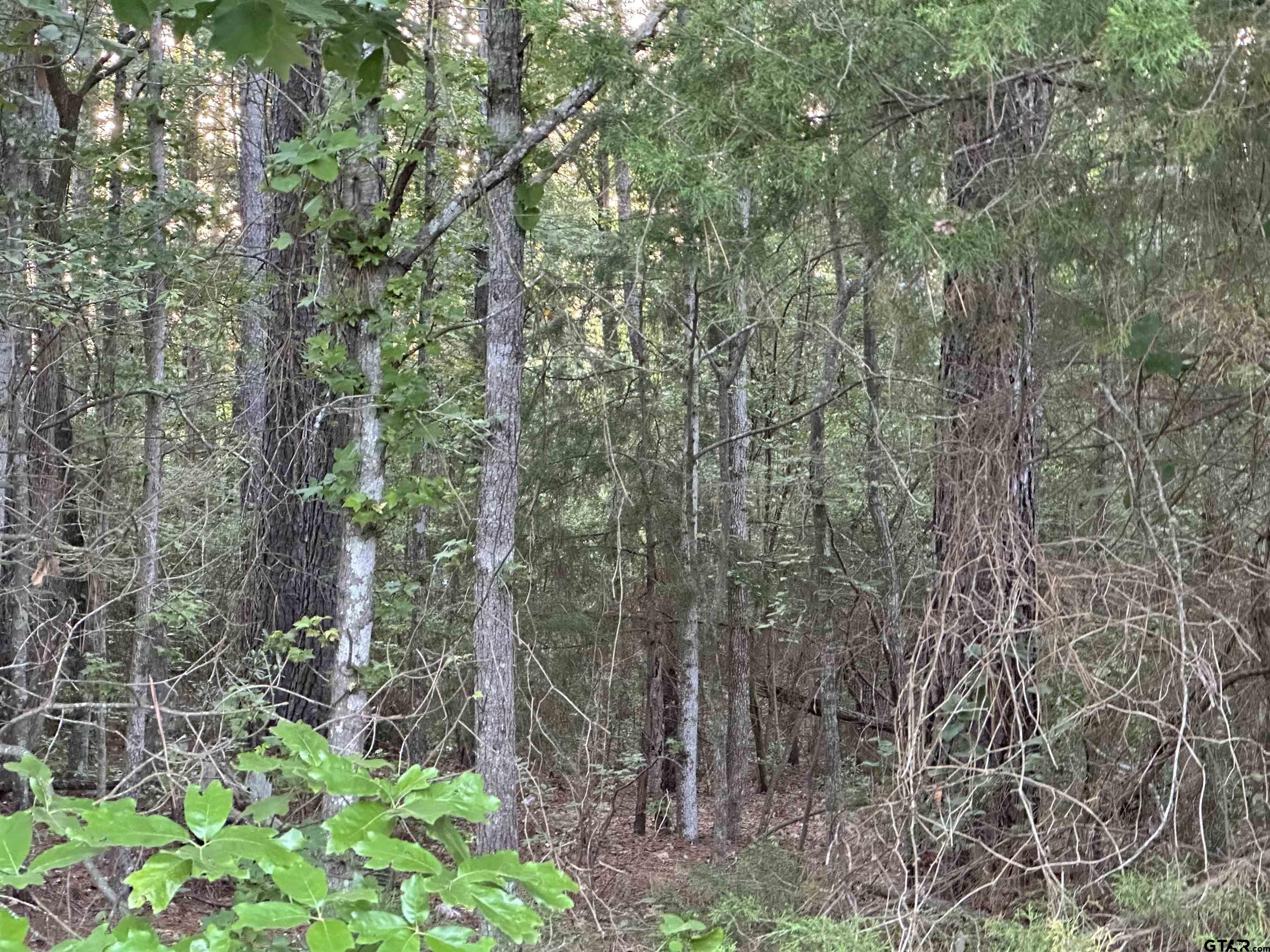 Tbd South Easy Street Rusk, TX 75785 - Photo 6 of 20 a view of a forest with a tree